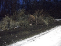 004 Weihnachtsbaumverbrennung2011.jpg
